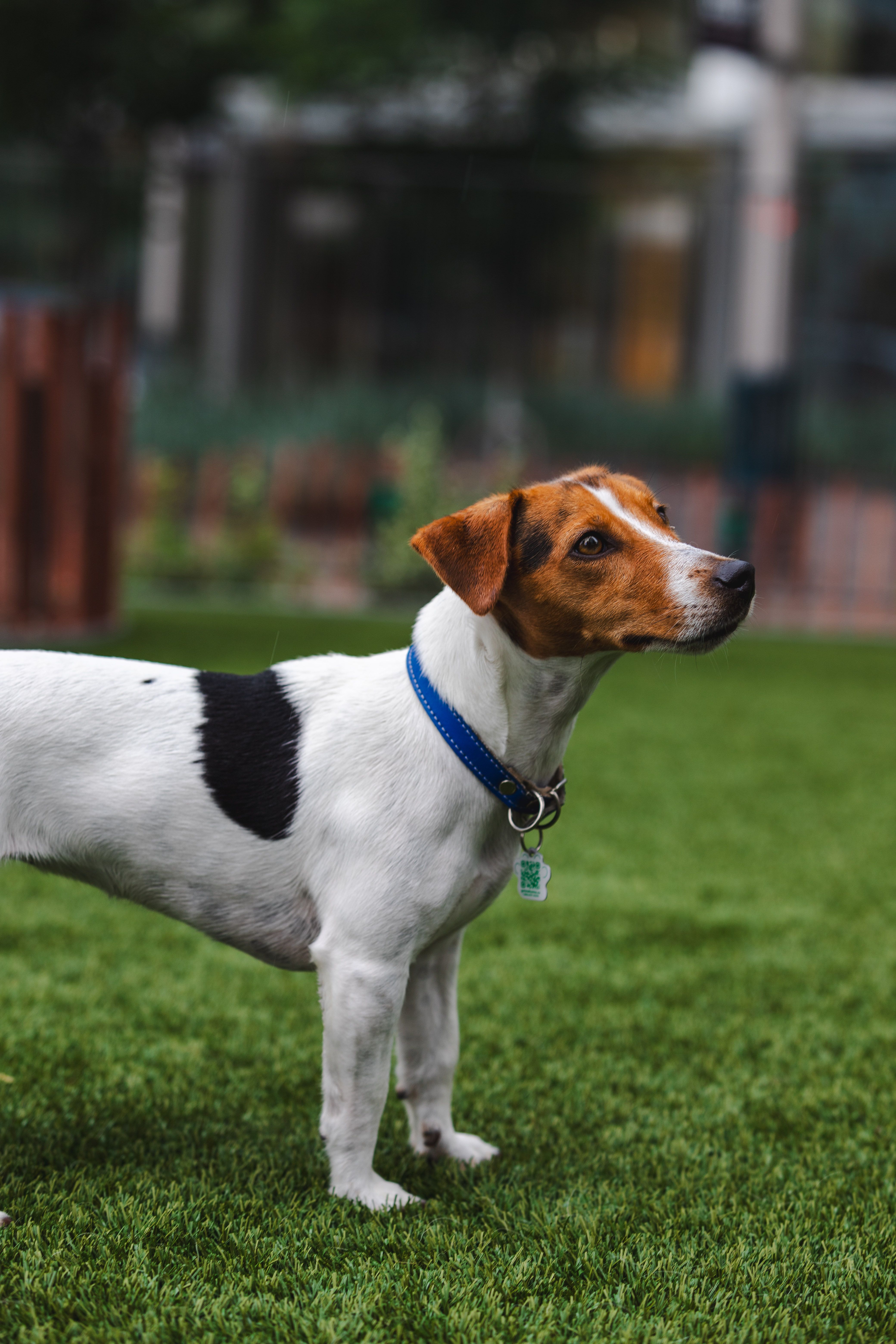 Dog running happily on green lawn