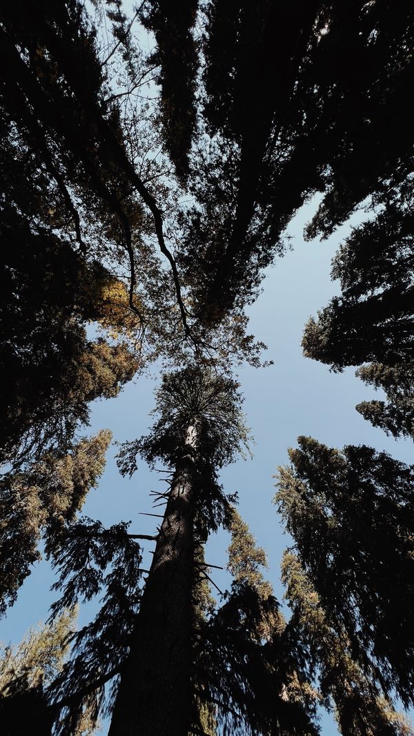 Foto em perspectiva olhando para cima através de altas árvores da floresta contra um céu limpo.