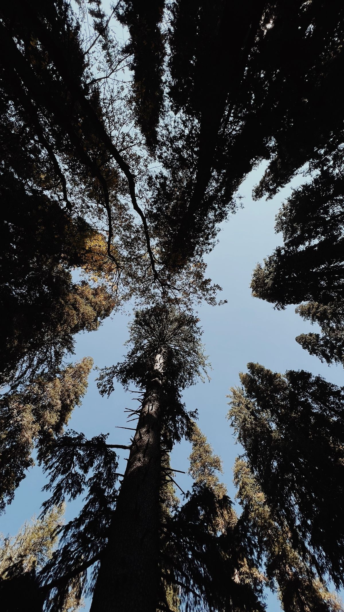 Majestic Forest Canopy with Sunlight Peeking Through · Free Stock Photo