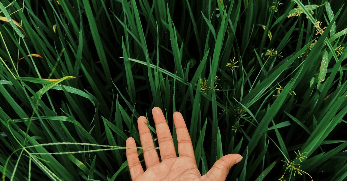 Greengrass Hand Hand Reaching into Lush Green Grass Blades · Free Stock Photo