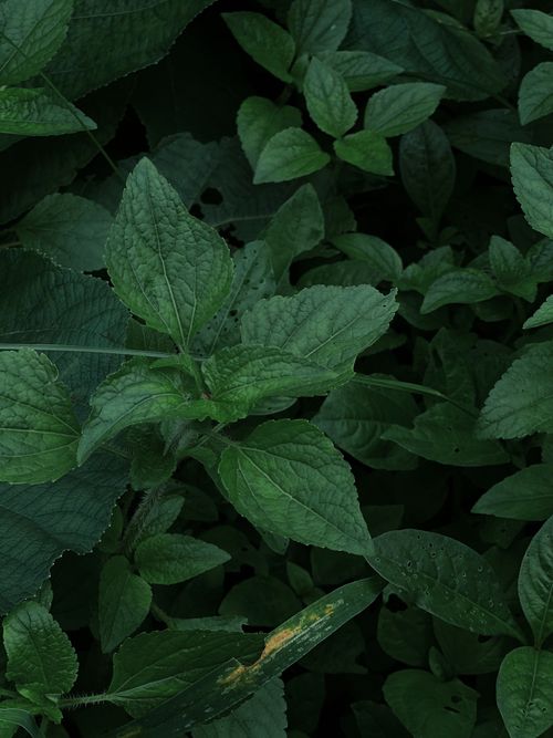 Free Close-up of lush green foliage creating a natural, calming texture. Stock Photo