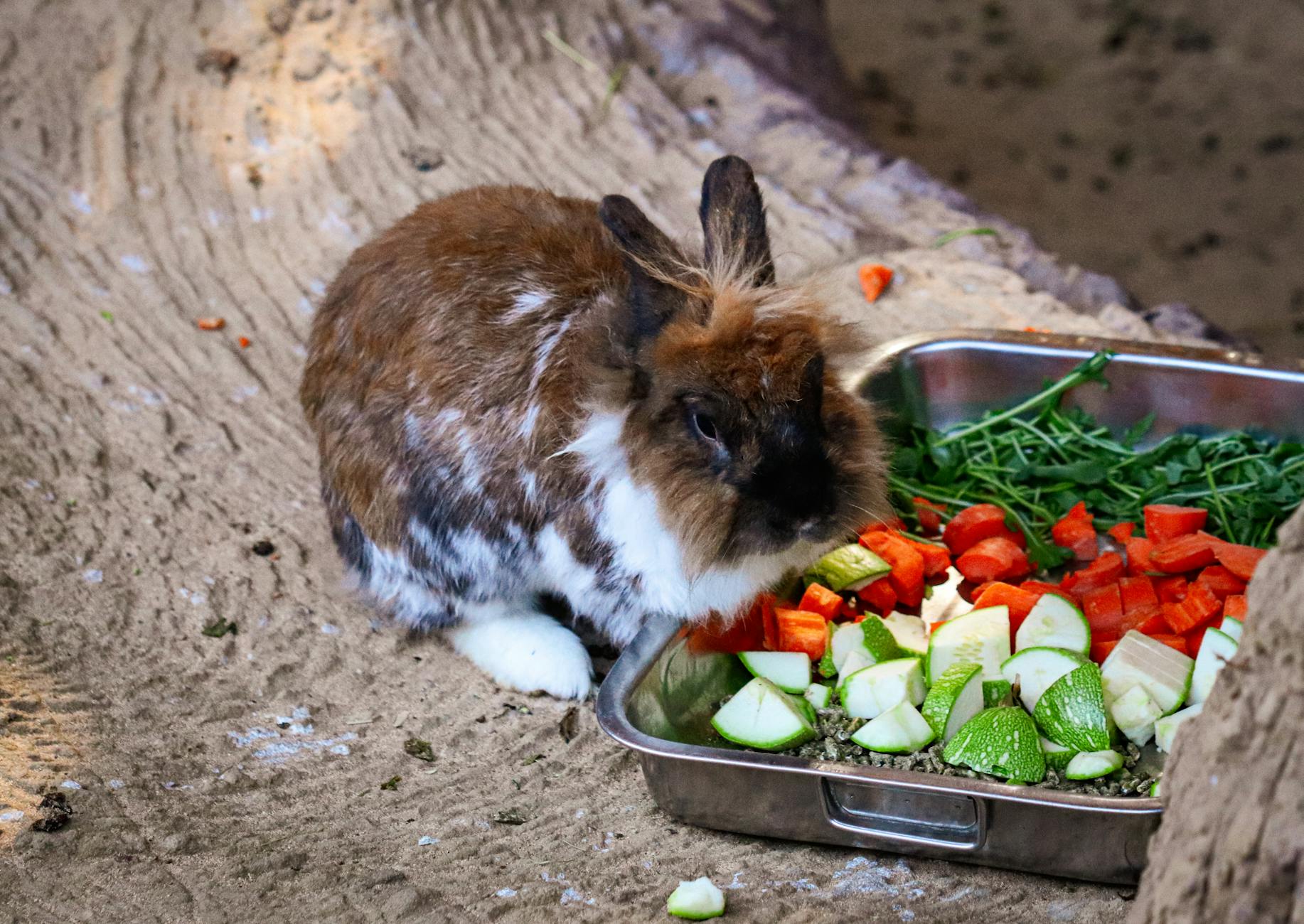 Do Bunnies Like to Be Held? Cute brown and white rabbit nibbles on fresh veggies in an outdoor setting.