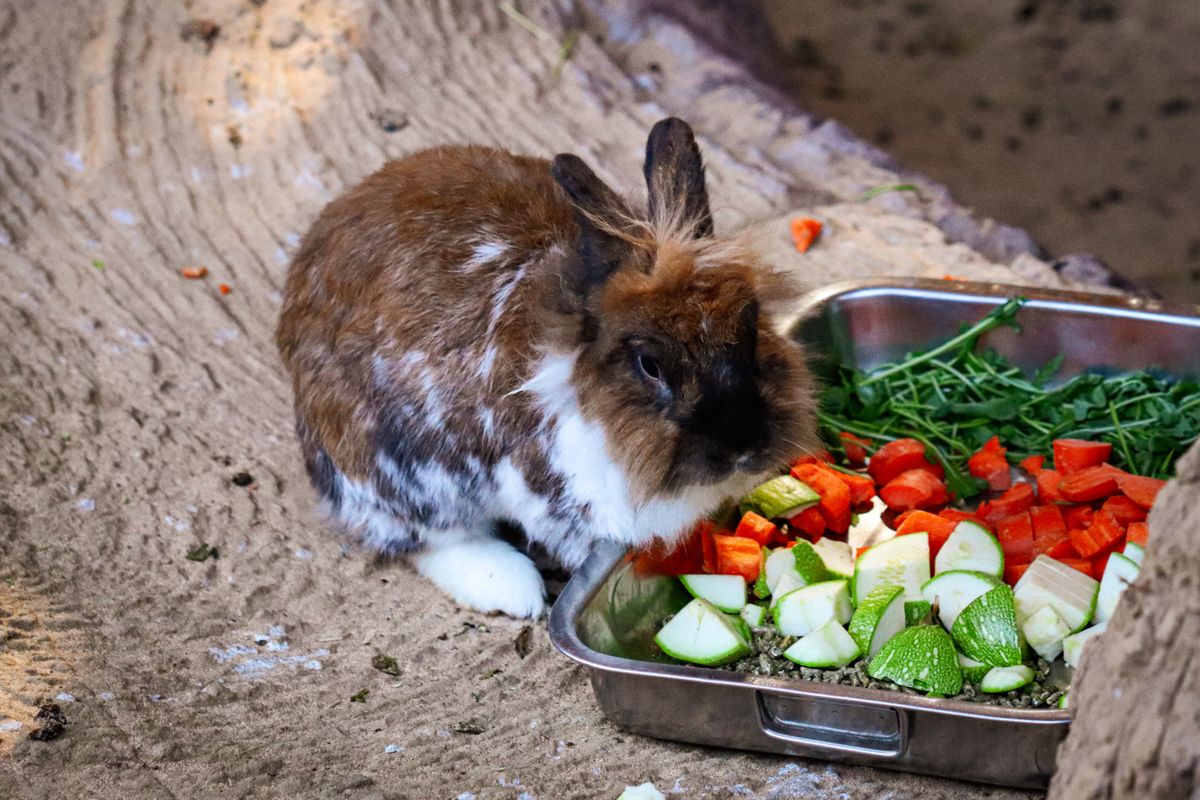 Que peut manger un lapin : fruits et légumes - Les fruits et légumes à donner occasionnellement
