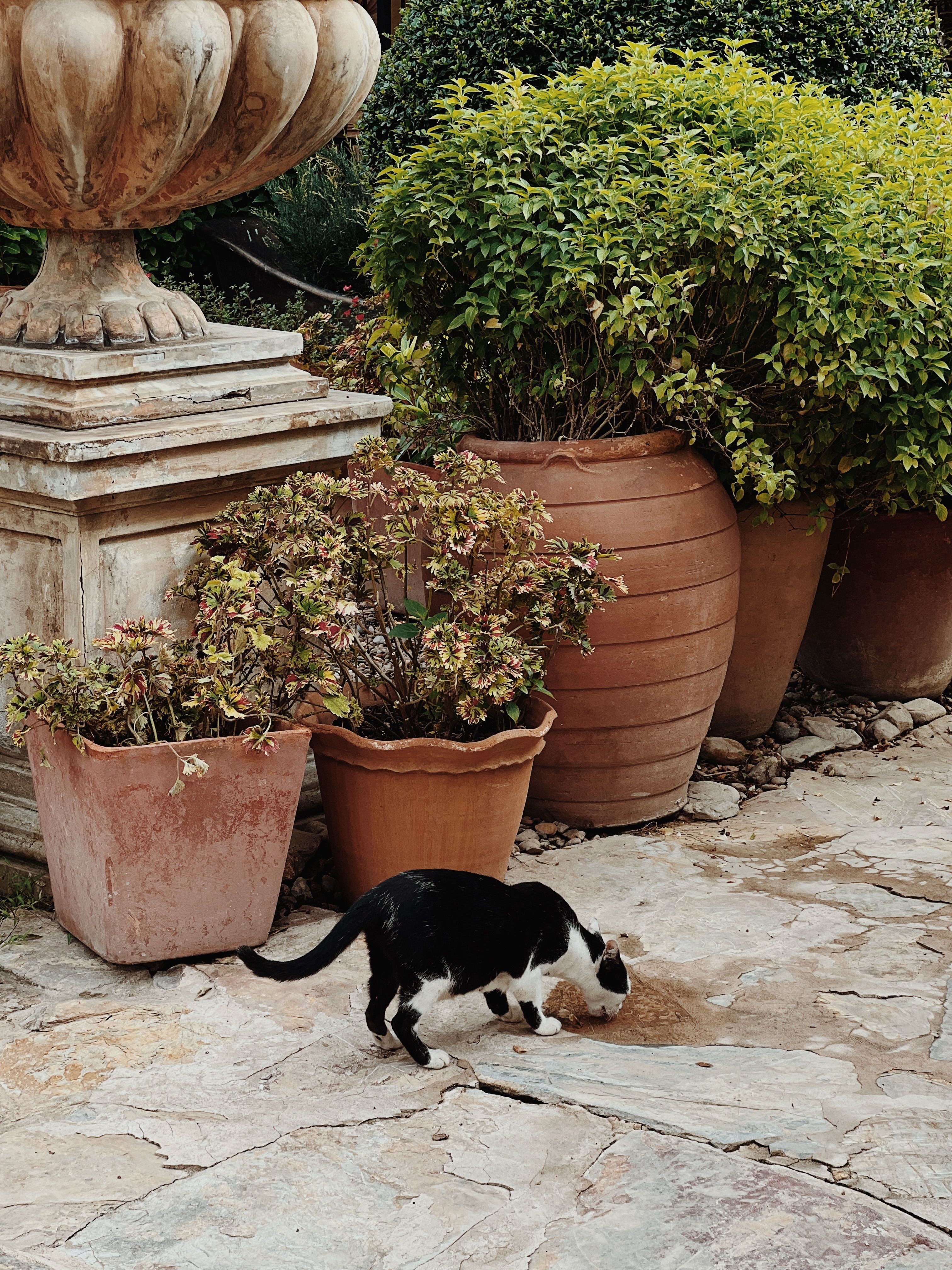Black and White Cat in Mediterranean Garden · Free Stock Photo