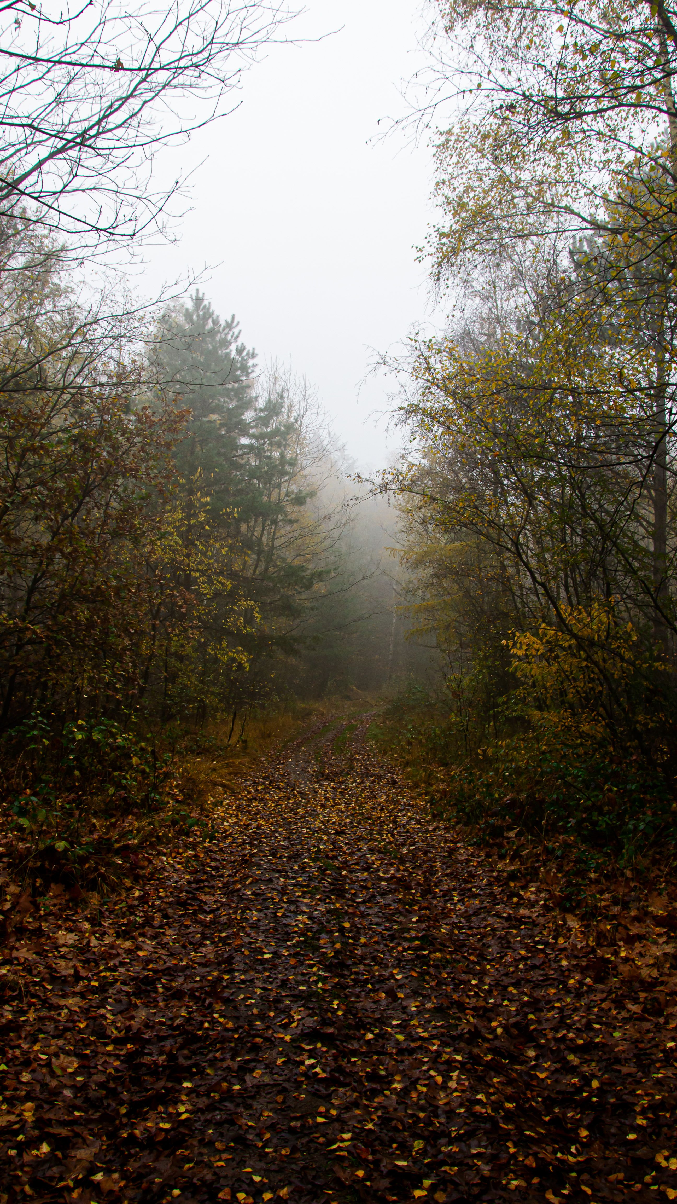 Foggy Autumn Forest Trail in the Netherlands · Free Stock Photo