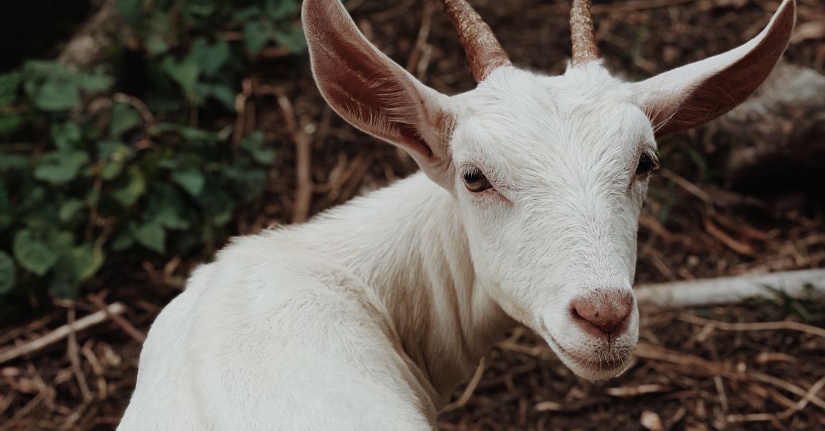 Goat Backside White Goat in Natural Setting Turning Back · Free Stock Photo