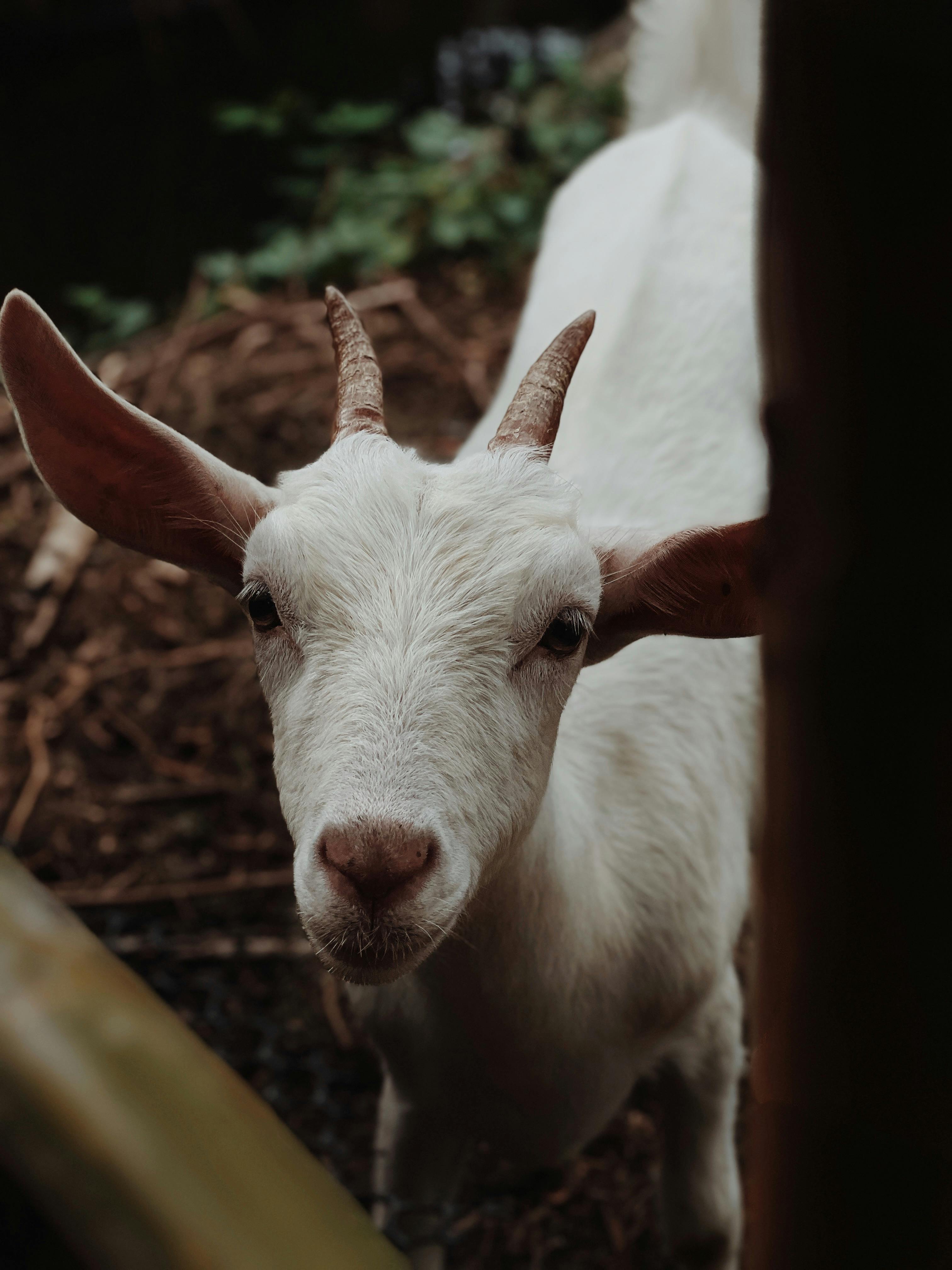 Gratuit Une douce chèvre blanche regarde avec curiosité à travers une clôture en bois à l'extérieur. Photos