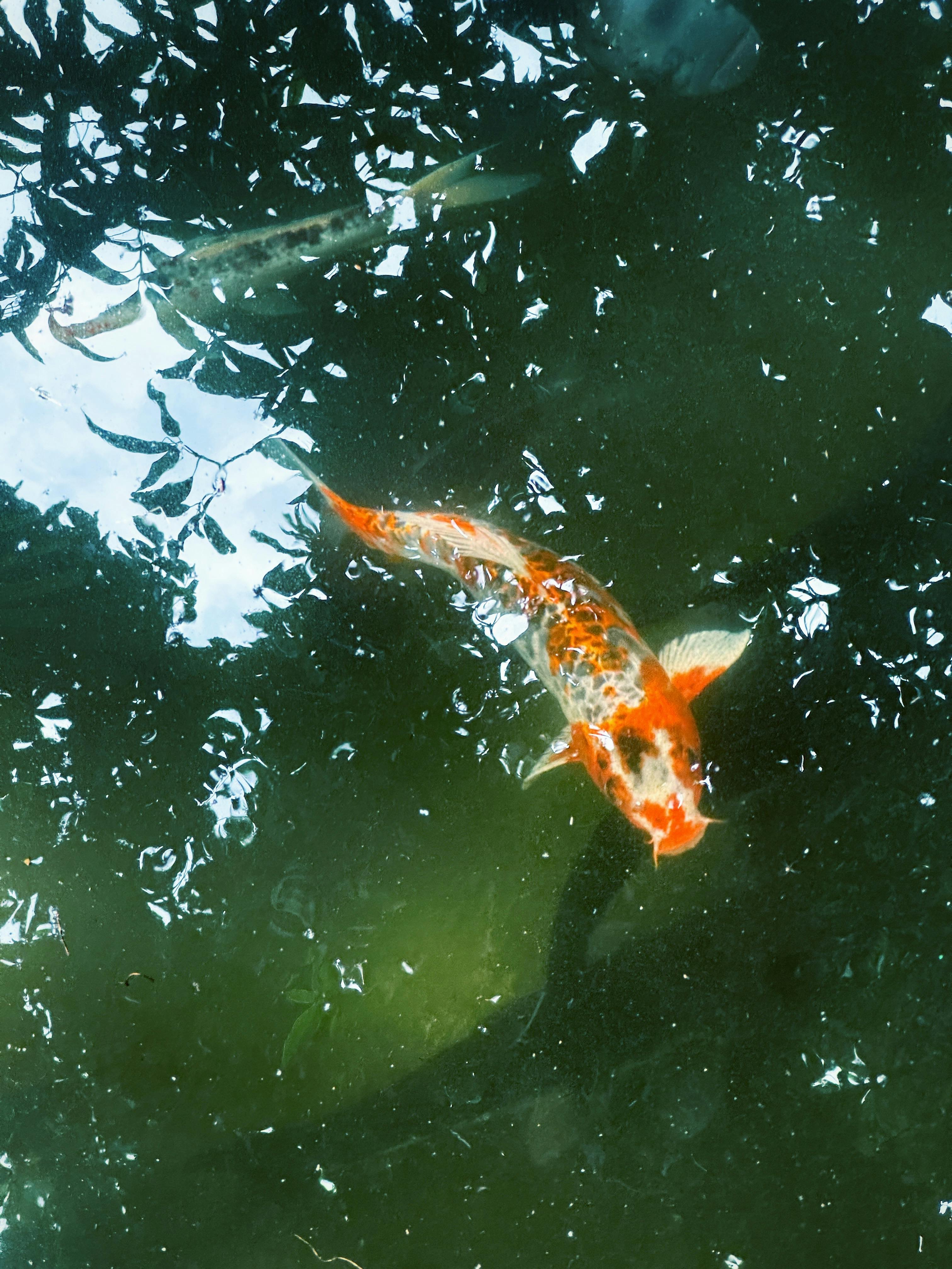 Close-up of a colorful koi fish swimming in a serene pond. Reflections of foliage.