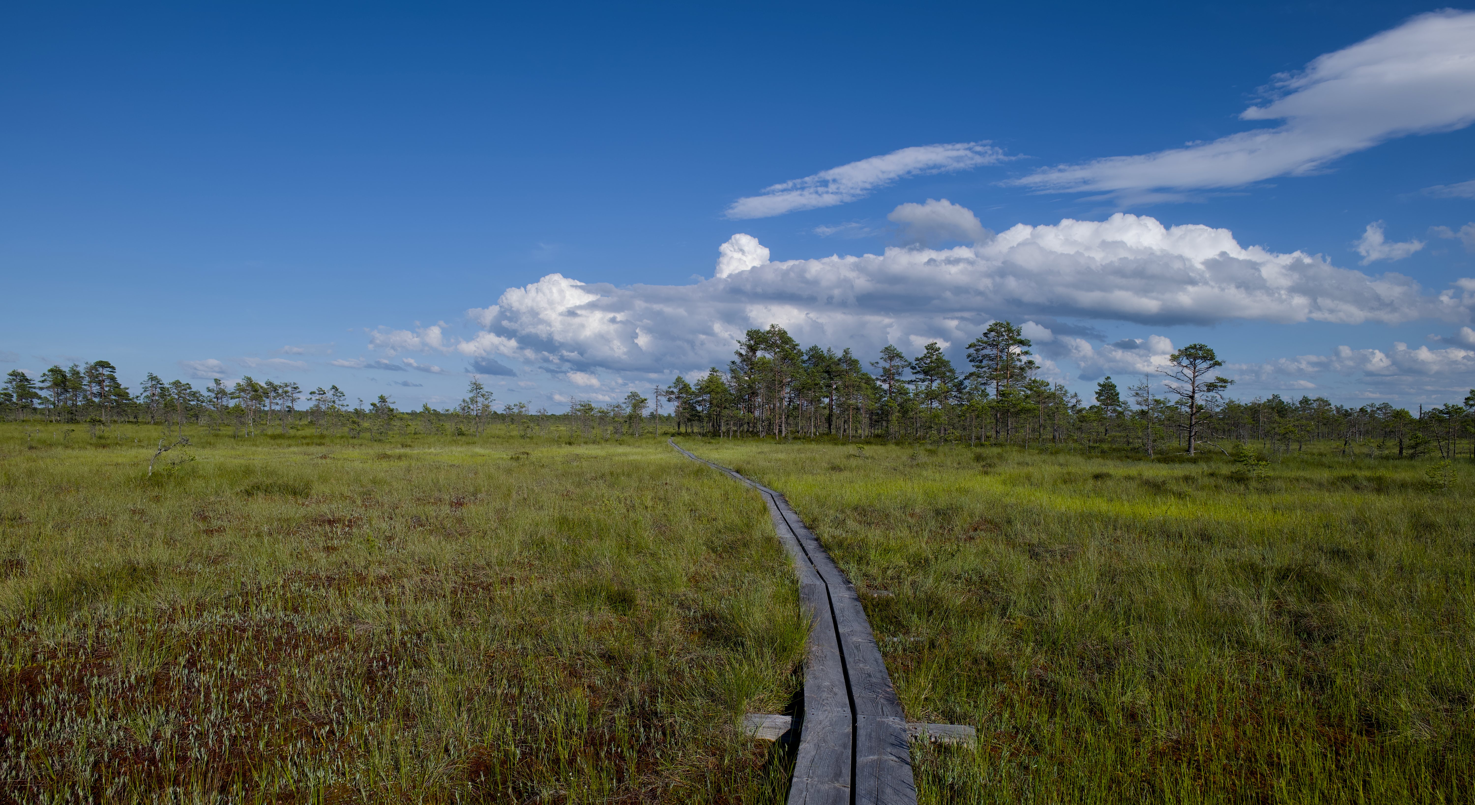 Ramped boardwalk crossing an Estonian bog under low cloud