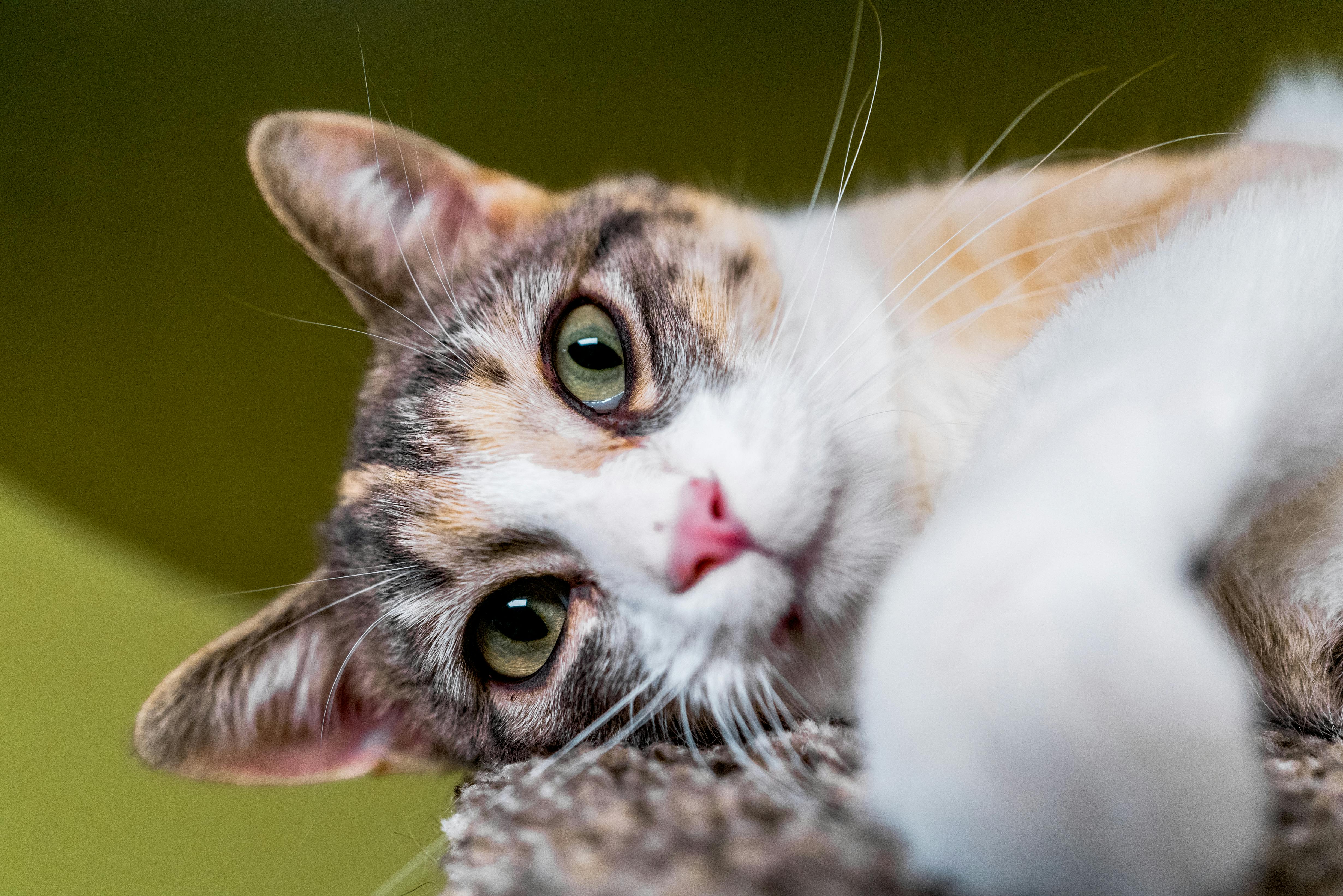 close up of relaxed domestic cat at home