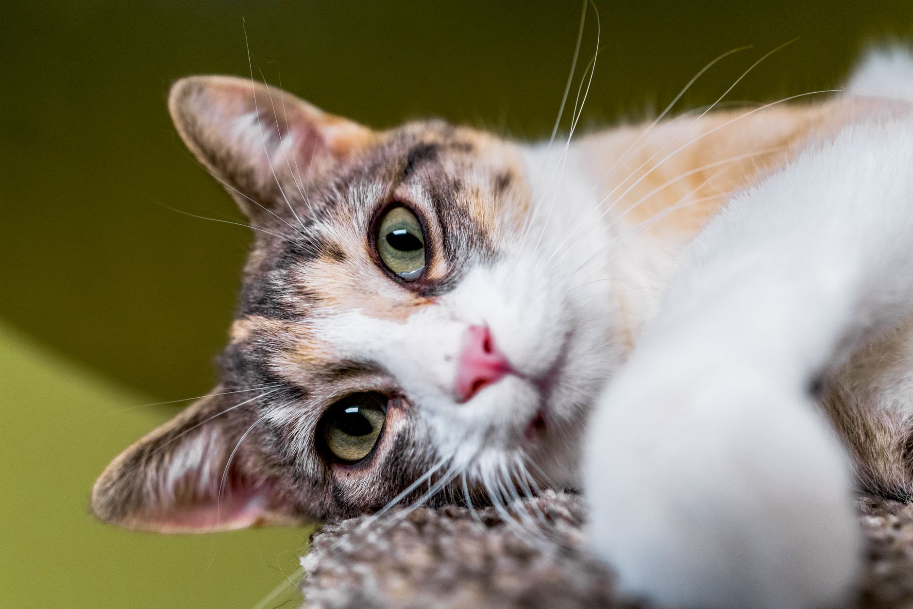 Veterinarian examining a cat during a checkup
