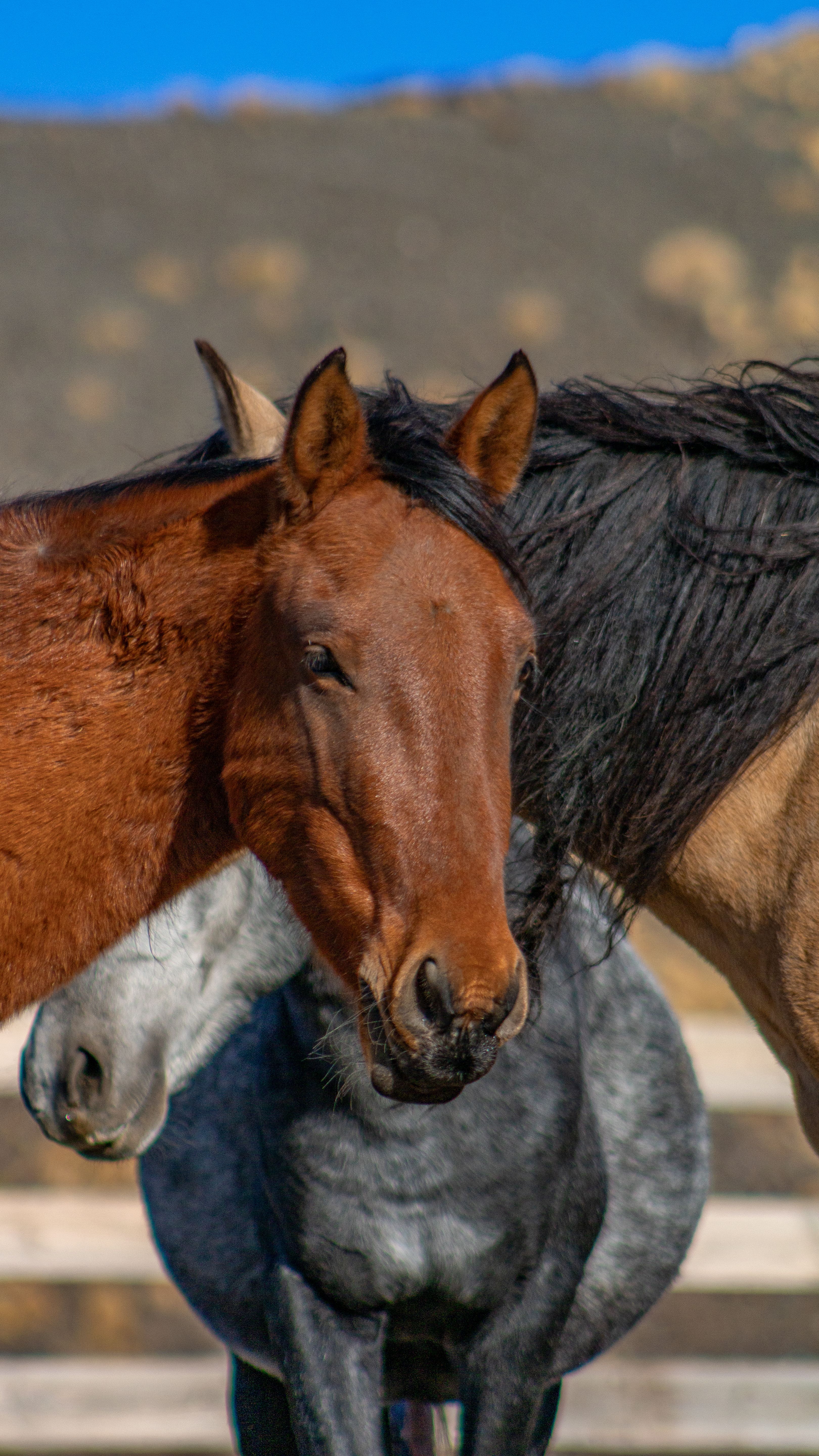Close-up of Brown and Grey Horses Outdoors · Free Stock Photo