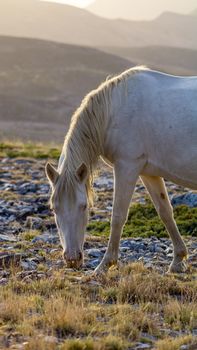 A wild white horse peacefully grazes on rocky terrain with mountains in the background, under soft sunlight.