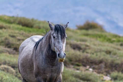 Free Close-up view of a beautiful white horse in a serene natural setting. Stock Photo