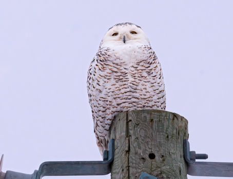 Ottawa's Beloved Snowy Owls Among Species Eyed for Global Protection
