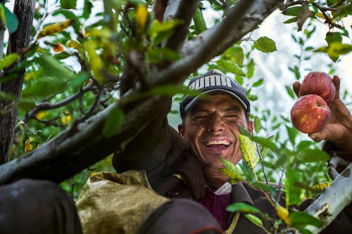 Homme Sur Un Arbre Tenant Des Pommes