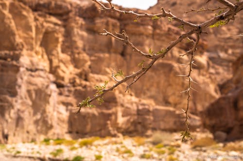 Imagine de stoc gratuită din deșert, natură