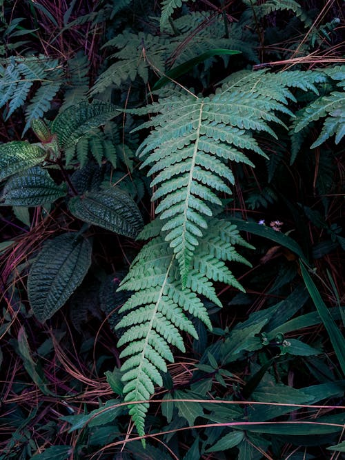 Free stock photo of botany, dark green plants, fern