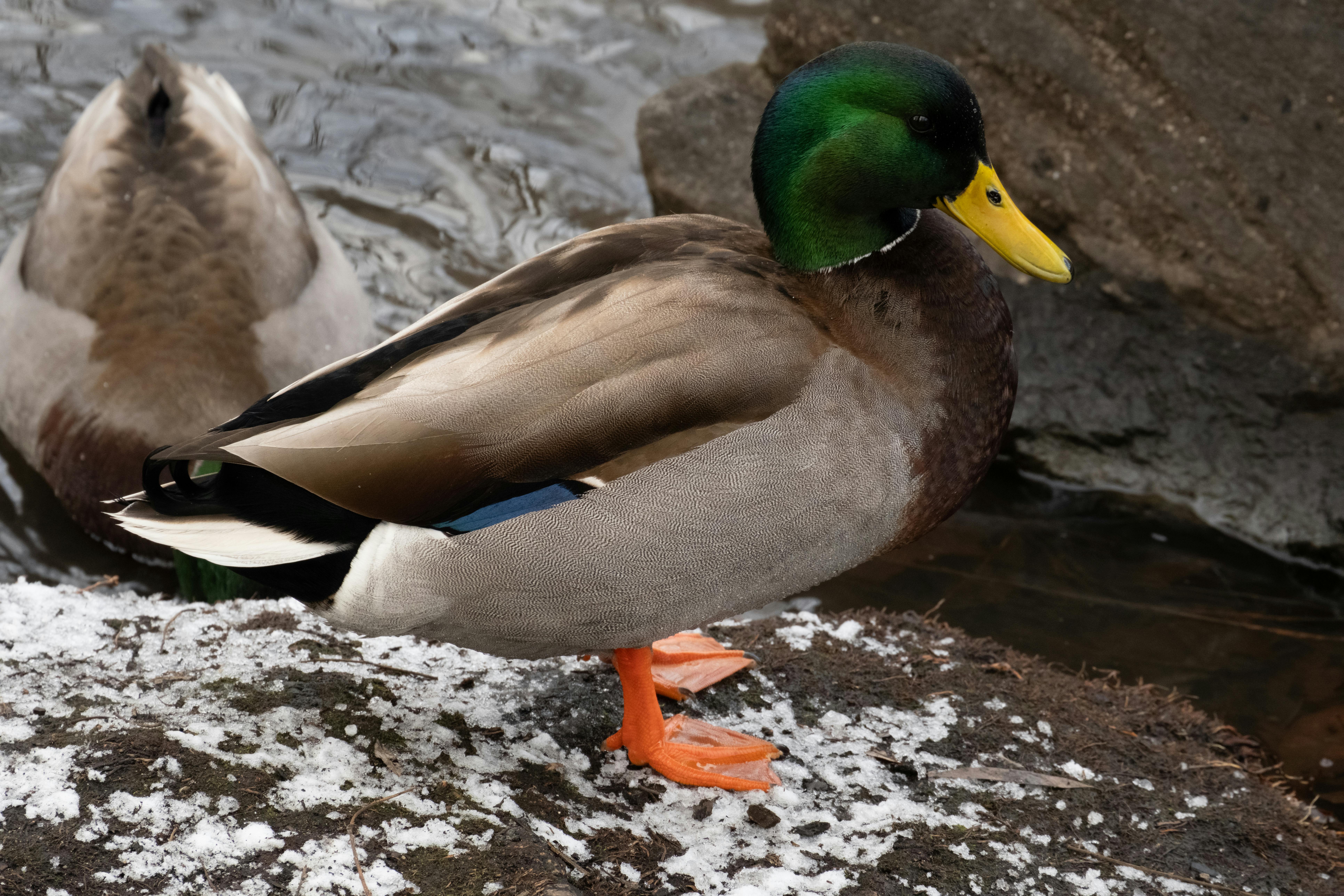 2012 Review of Drake Software — Drake Tax — Photo by _ Whittington on Pexels
