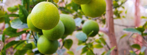 Foto stok gratis buah-buahan, oranye hijau