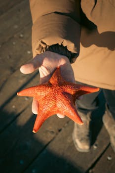 Close-up of a hand holding a vibrant orange starfish outdoors.