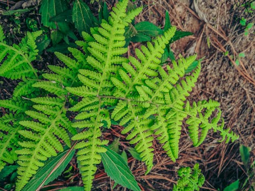 Free stock photo of fern leaf, fern leaves, ferns