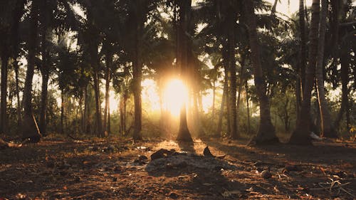 Trees during Day