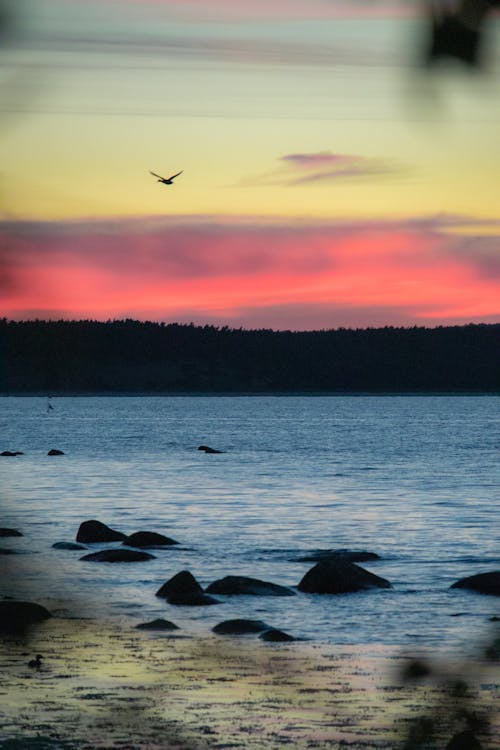 Free stock photo of bird, sea, silhouette