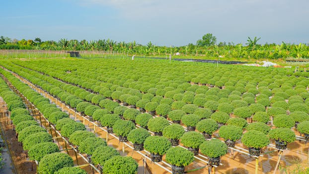 Lush chrysanthemum field in Quy Nhơn, Bình Định. Perfect for floriculture lovers.