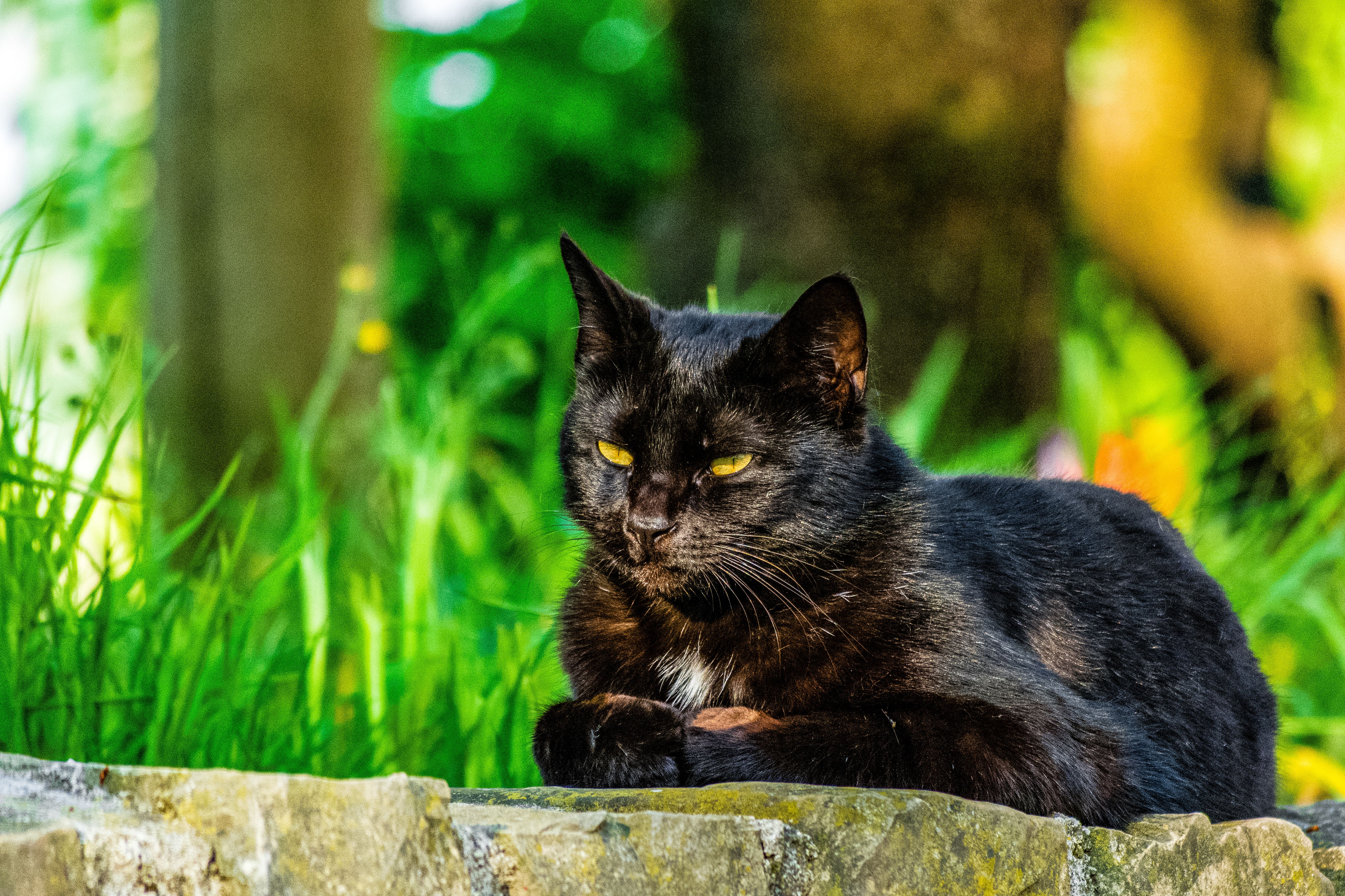 Black Cat Relaxing in a Sunny Garden · Free Stock Photo