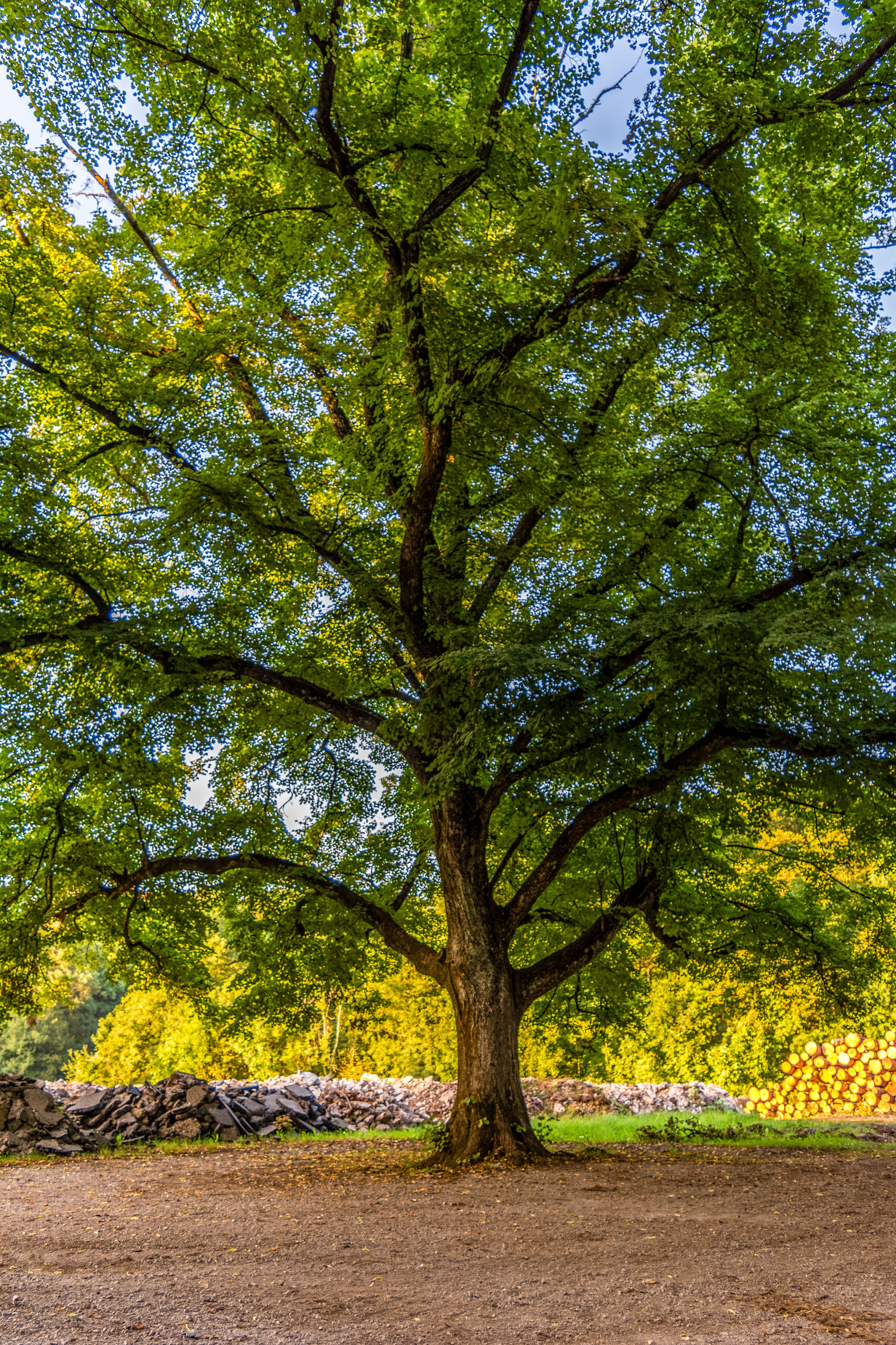 Majestic Oak Tree in a Serene Forest Setting · Free Stock Photo
