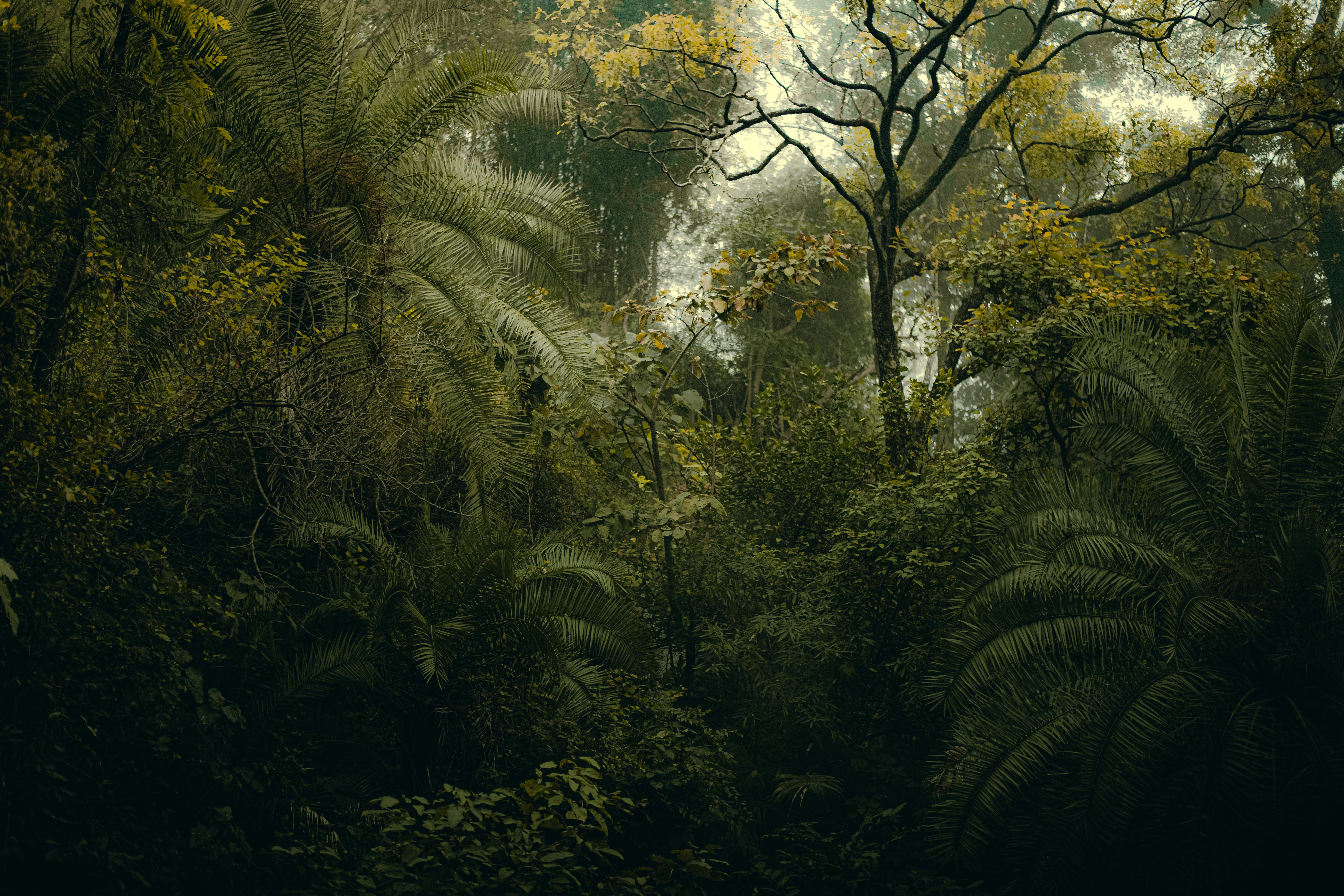 A dense and vibrant jungle scene in Rishikesh, India, showcasing lush green foliage and serene ambiance.