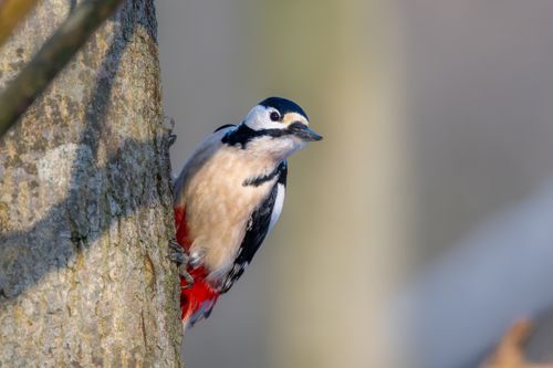 Free Close-up of a great spotted woodpecker perched on a tree trunk in a natural outdoor setting. Stock Photo