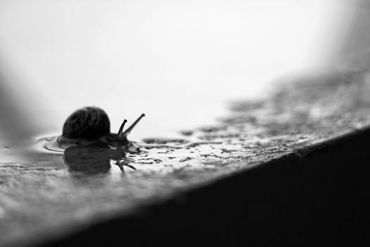 Artistic black and white photo of a snail traversing a wet surface, showcasing texture.