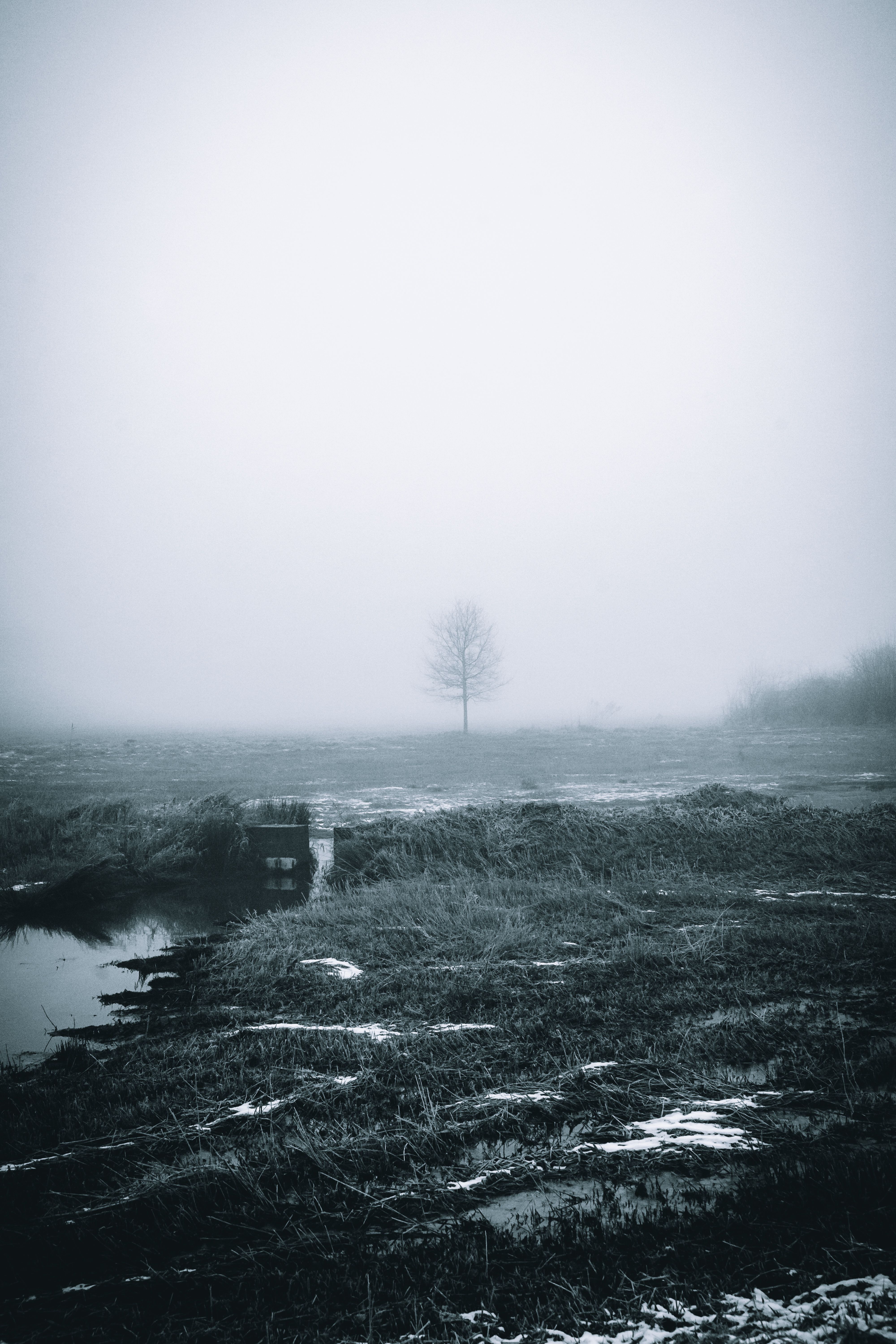 Ein einzelner Baum im Nebel auf einem stillen Feld
