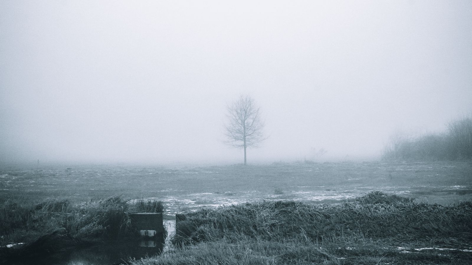Ein einzelner Baum im Nebel auf einem stillen Feld
