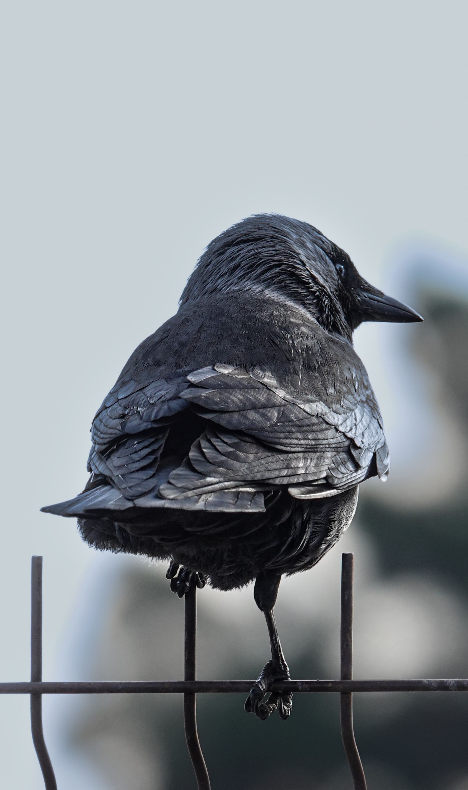 People Back View Crow Photos, Download The BEST Free People Back View ...