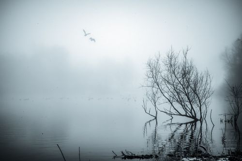 Free Tranquil scene of a foggy lake with bare trees and birds in flight. Stock Photo