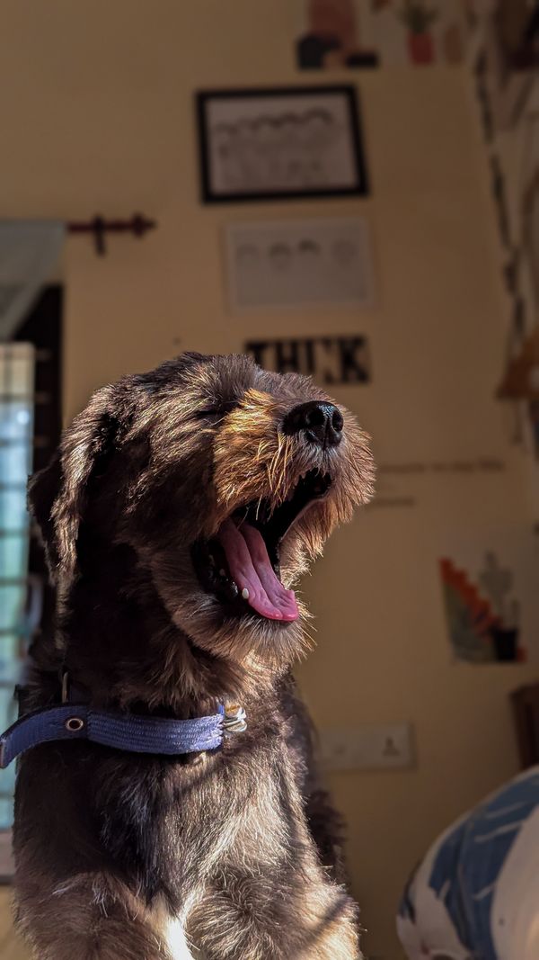 A dog resting in warm afternoon sunlight