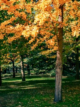 Vibrant autumn leaves in a sunlit forest create a serene natural scene.