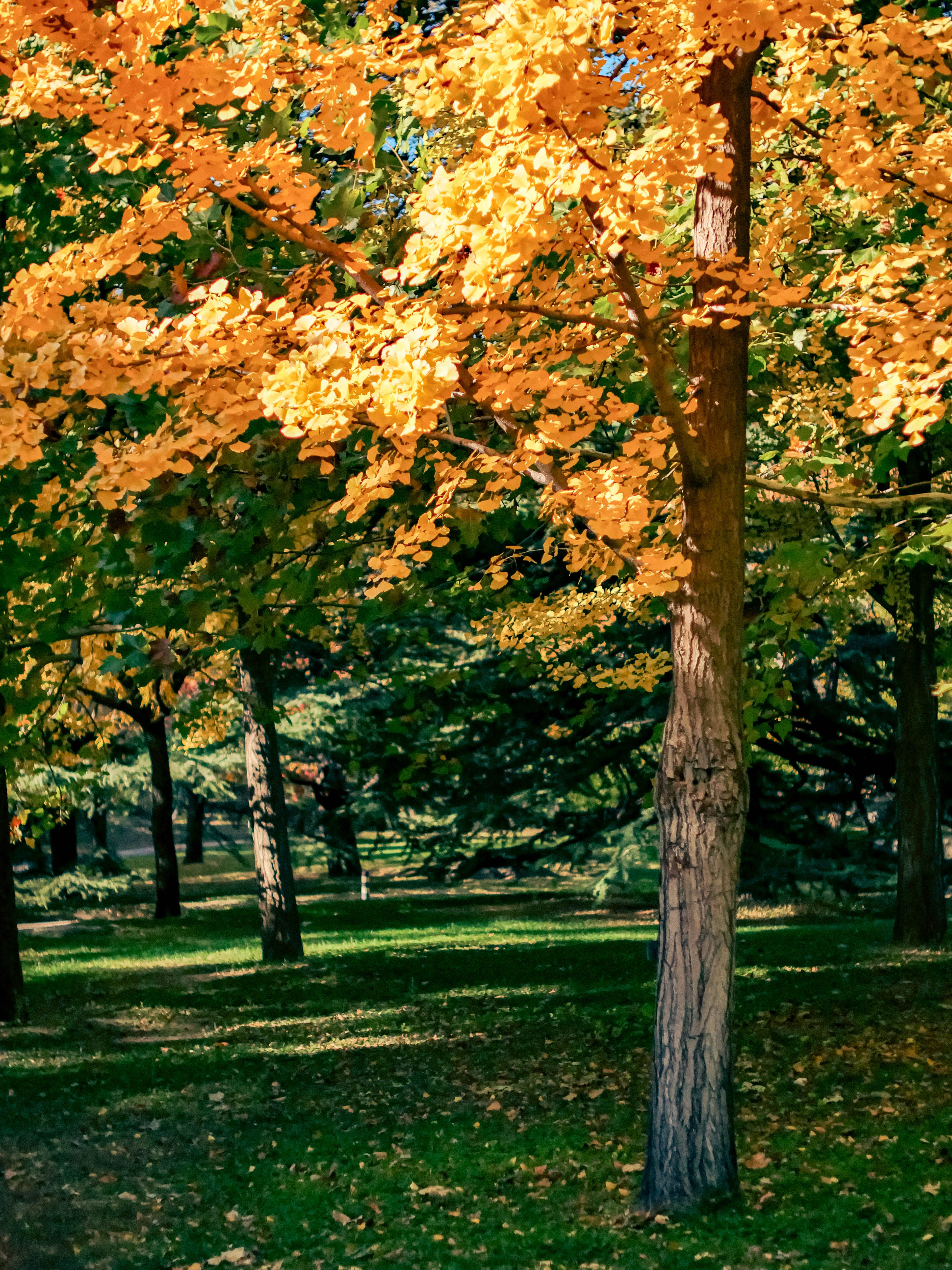 Golden Fall Foliage in Sunlit Forest · Free Stock Photo