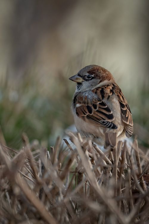Free A sparrow perched in a bush, showcasing its distinct plumage and natural setting. Stock Photo