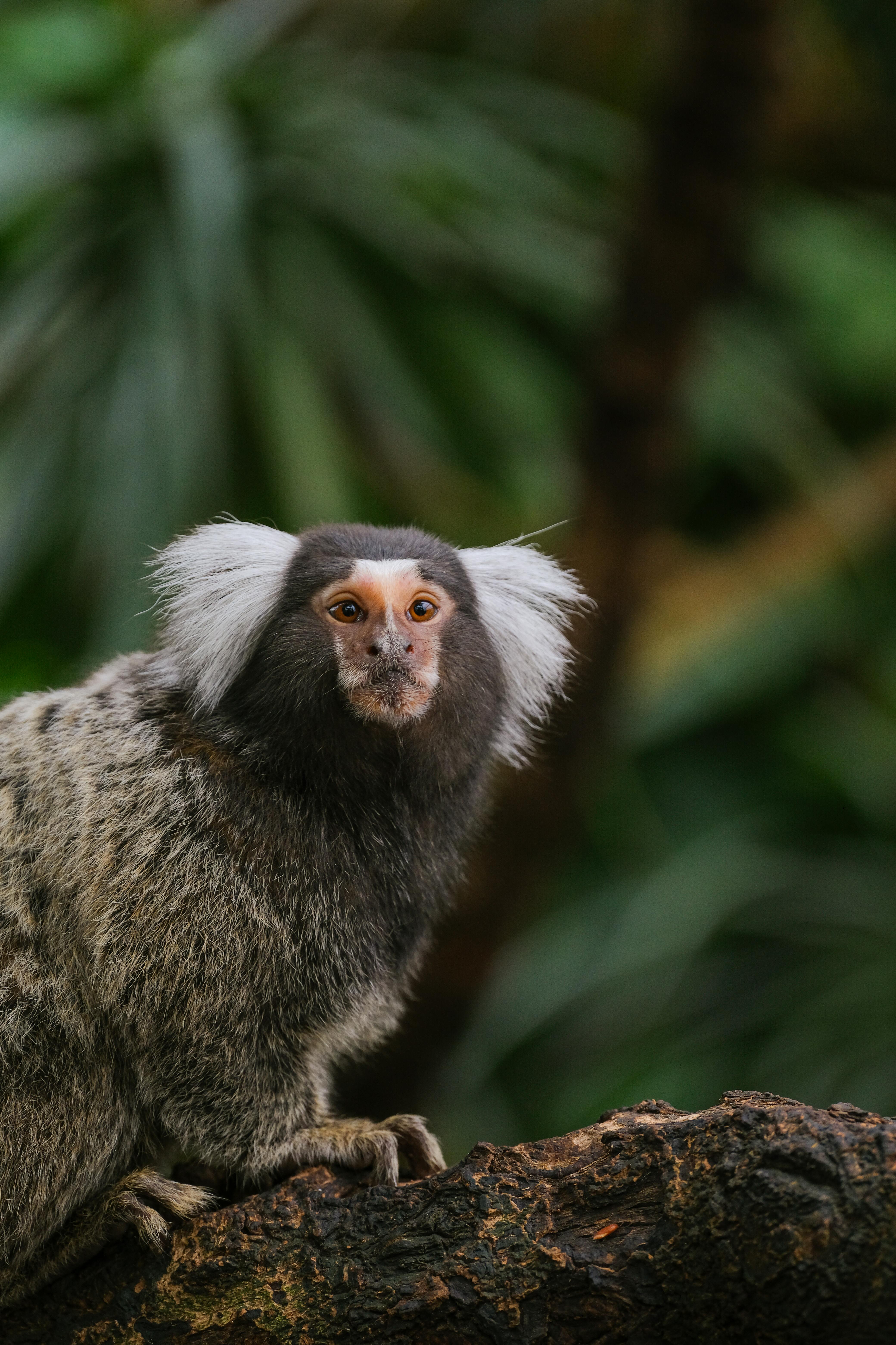Close-up of a Common Marmoset in Nature · Free Stock Photo