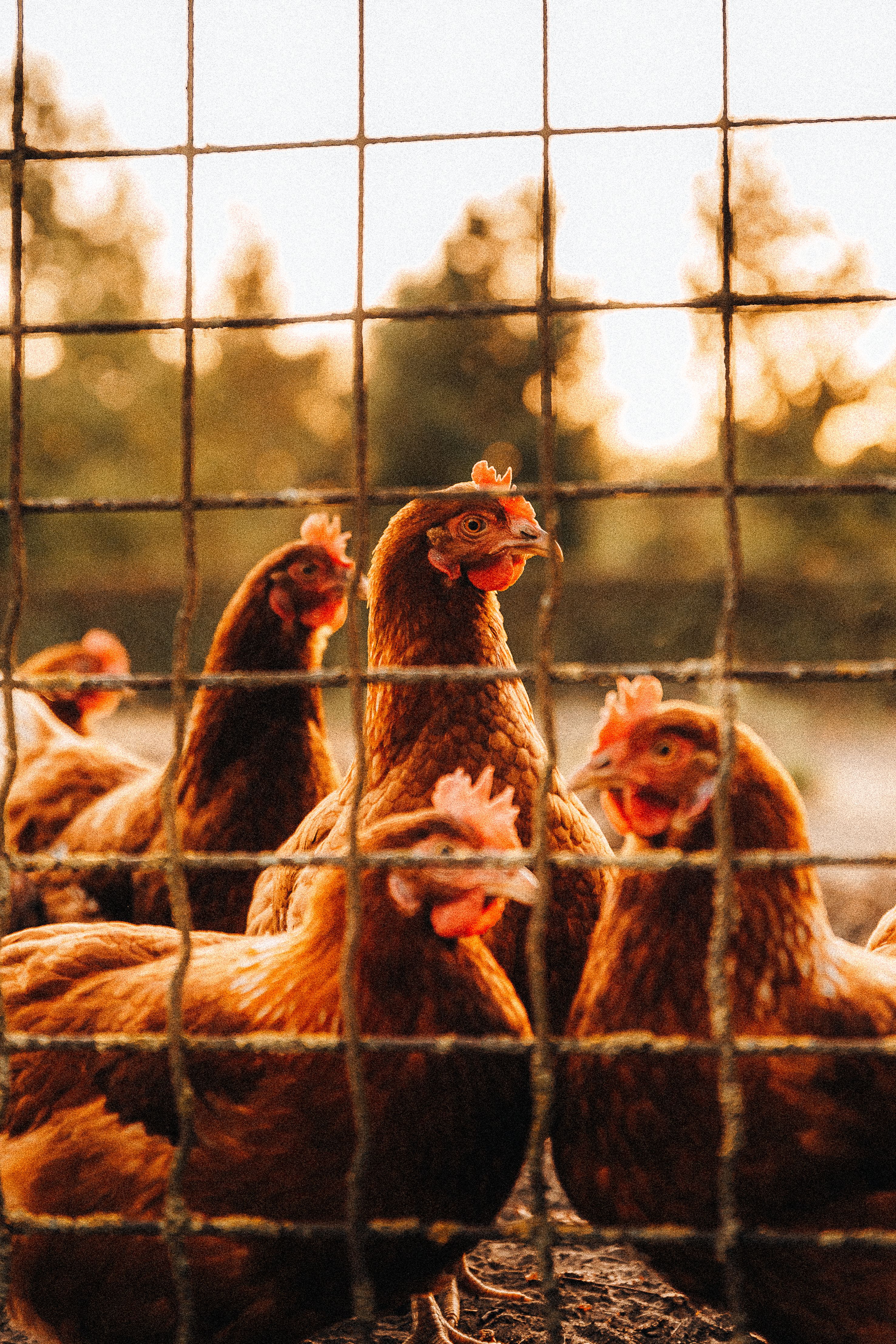 Chickens in a Rustic Farm Setting at Sunset · Free Stock Photo