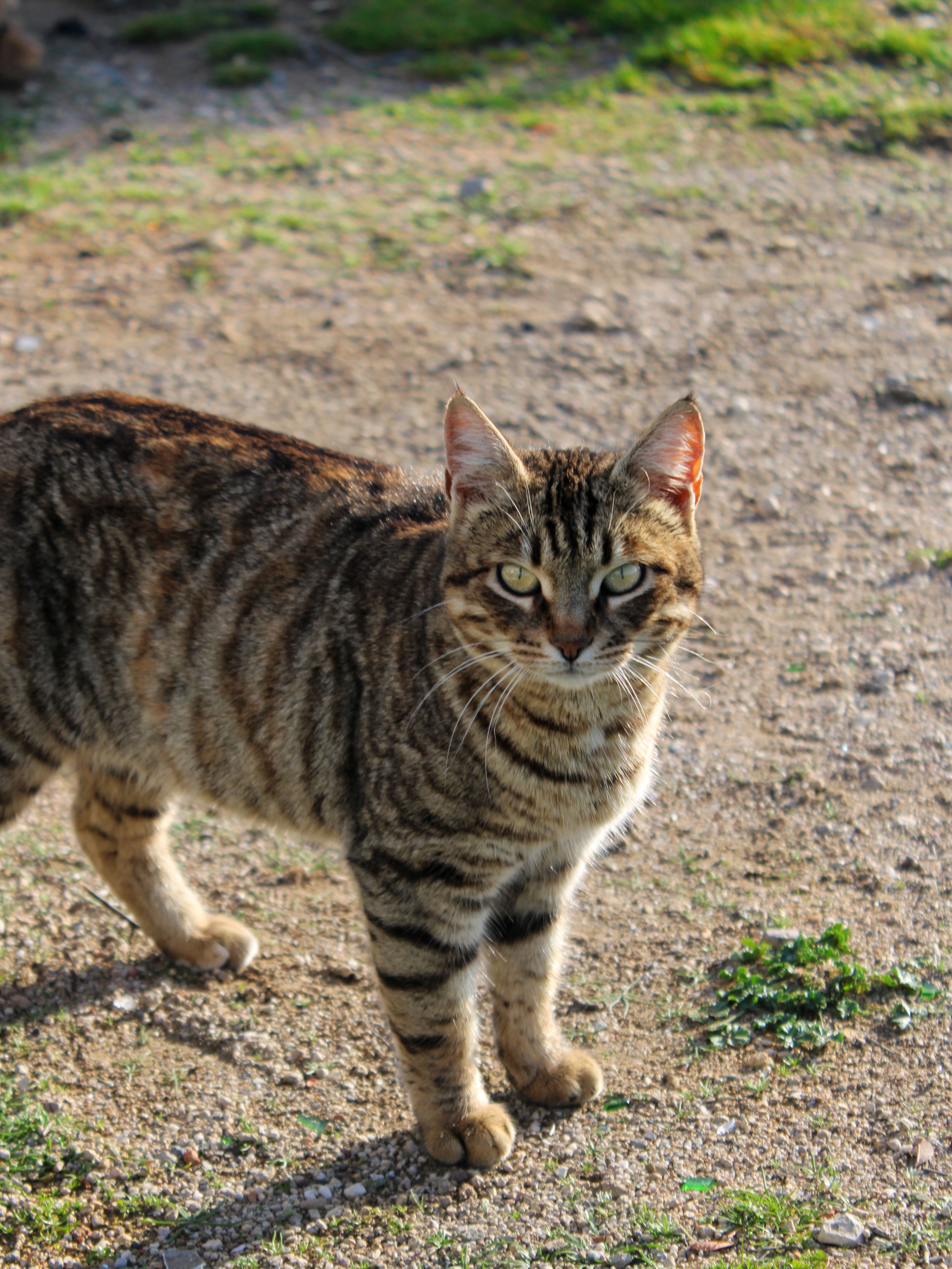 Charming Tabby Cat on Sunlit Pathway · Free Stock Photo
