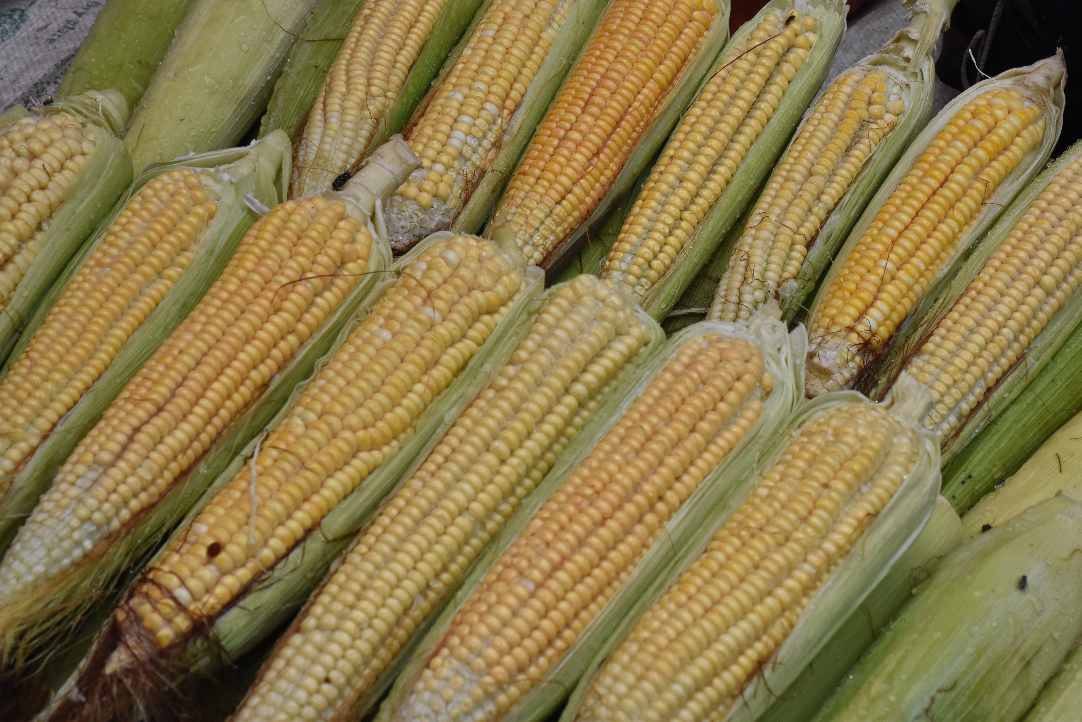Maize cobs in their husks laid out for sale — inspect them ear by ear and discard any mouldy grain before deciding what is safe to keep after a flood.