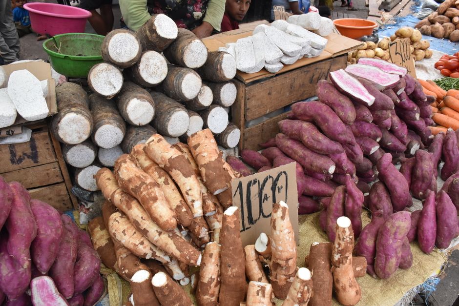 Fresh cassava roots displayed at a market stall — sell fresh by the basin, or dry into cossettes to store and sell by the 50 kg bag.