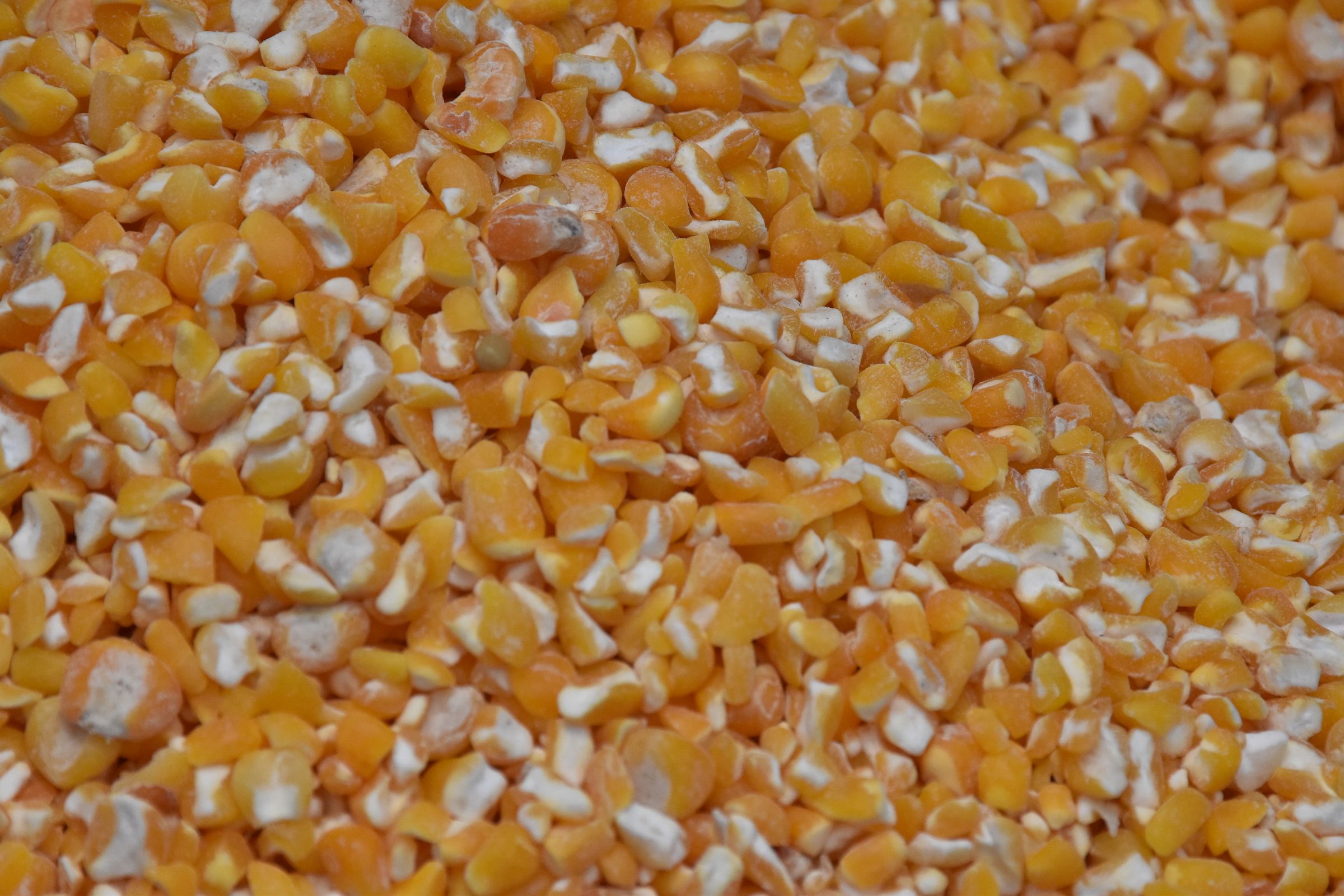 Yellow Corn Maize
