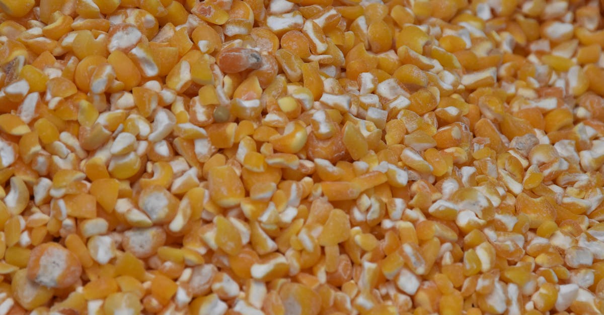 Atrazine-treated Corn In A Cornfield