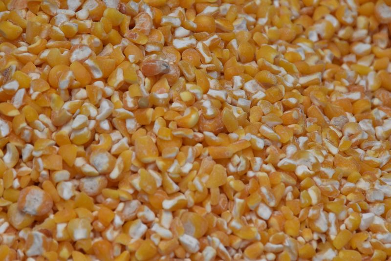 Yellow Corn Maize
